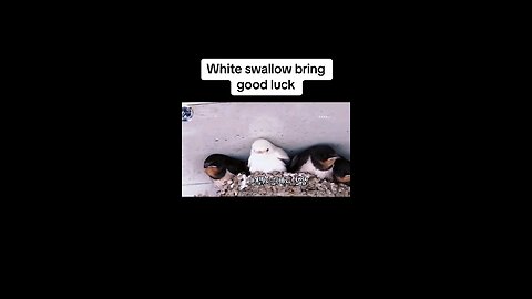 White swallow bring good luck #swallow