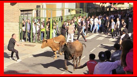 QUEL ( LA RIOJA ) TARDE VACAS CALLE ( LUNES 1 MAYO 2023 ) GANAD.ADRIAN DOMINGUEZ