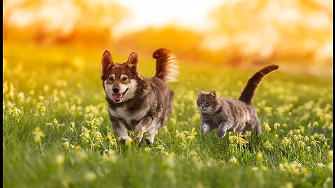 Heartwarming Cat and Dog Friendship - Unlikely Pals Share Unbreakable Bond