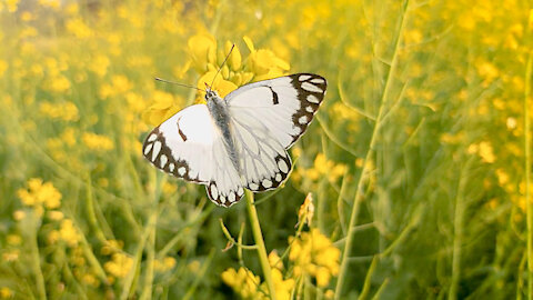 Relaxing Nature Music With Butterflies Relax Butterflies Music For Meditation Deep Sleep & Insomnia