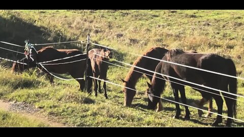 Finally got a paddock fenced to keep all the horses in! I feel a thousand years younger