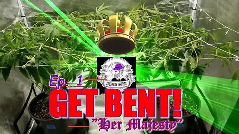 GET BENT! Ep.1 "Her Majesty" #SOUTHBAYGENETICS #SPIDERFARMER #ROYALKUSH7BX2 👸👑🍍❄🔥💨🔨