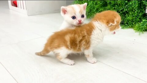 Cat Mano trains his sister to run