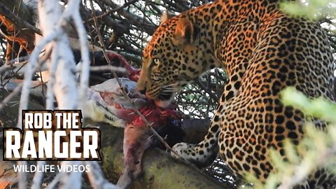 Male Leopard Eats Gazelle | Maasai Mara Safari | Zebra Plains