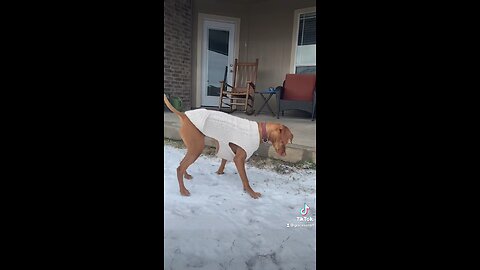 Our vizsla (Penny) experienced snow for the first time