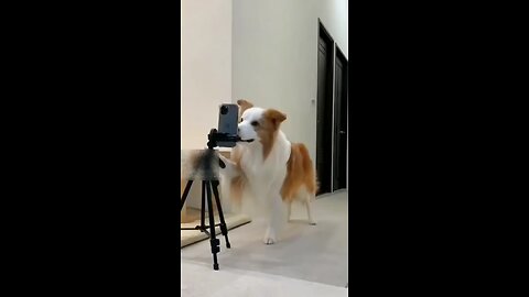 CUTE DOG DANCE ON BOLLYWOOD'S SONG