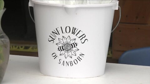 Sunflowers of Sanborn open for the 2022 season