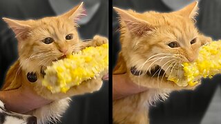 Cat Can't Stop Eating Corn