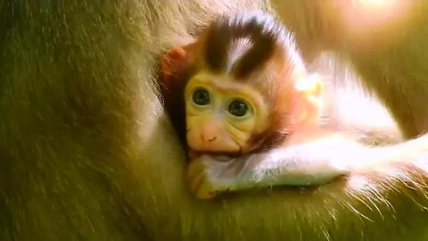 Baby monkey Rainbow sucking milk