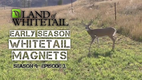 Early Season Whitetail Magnets: The Drawing Power of Forage | Land of Whitetail