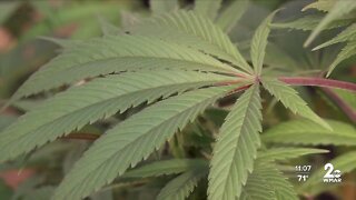 Recreational marijuana: The road ahead for Maryland dispensaries