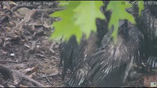 Hays Eaglets closeup look of emerging pinfeathers 2021 05 05 11 10 23 382