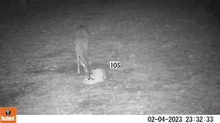 Bushnell Deer Camera Dove Eating deer Corn Part 7