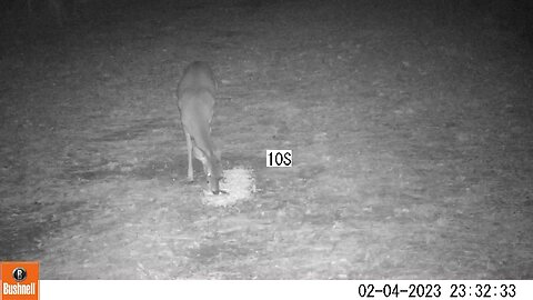 Bushnell Deer Camera Dove Eating deer Corn Part 7