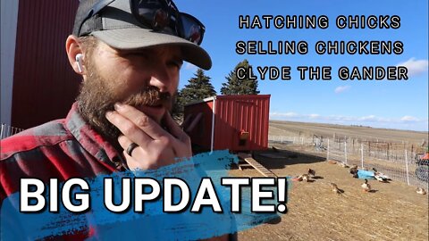 Chicks Are Hatching | What Is Happening With Our Bielefelder Hens? | Clyde Is No Longer A Gander?