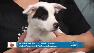 Save Puppies // Lifeline Puppy