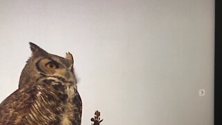 Great Horned Owl with UFO in background?