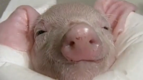 Cutest Pig Gets Warm Bath