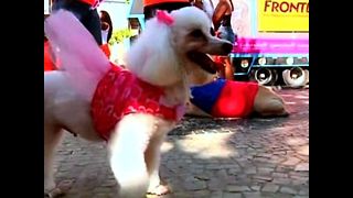 Brazilian Dog Parade
