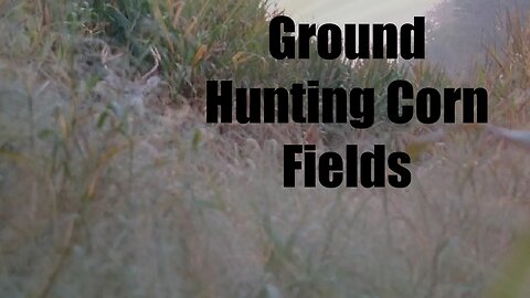 Ground Hunting Corn Fields