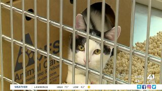 KC Pet Project takes in more than 450 pets over 10-day span