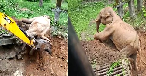 ELEPHANT RESCUE BY JCB🙏🙏