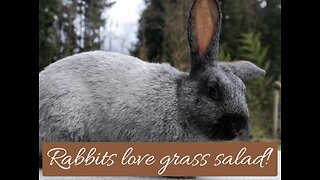 Your lawn is their feed. Rabbits love grass salad!