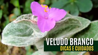 VELUDO BRANCO, COMO PLANTAR, DICAS E CUIDADOS - TRADESCANTIA SILLAMONTANA