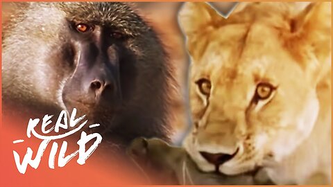 Monkey Hunters (Baboons Vs Lions Documentary) | Real Wild
