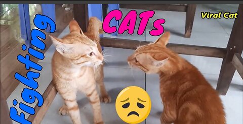 Cats Fighting and Meowing - These Two are Bloody Brothers | Viral Cat