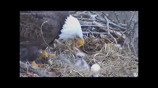 Hays Bald Eagles Mom feeds H16 H17 rabbit 2022 03 22 15 36 49 801