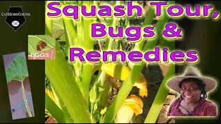 Squash Bugs and Remedy