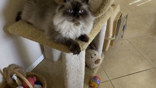 Xerxes the Persian Cat AKA Blue Eyes/Kiki/Parkour Kitty