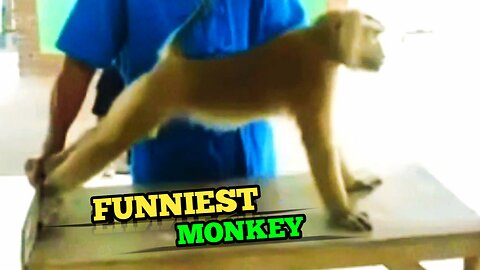 Funniest Monkey _ Cute and Naughty Monkey |