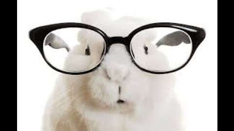 very Funny cute rabbit with glasses