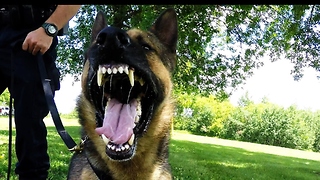 Courageous canine officer 'Cadet' undergoes training