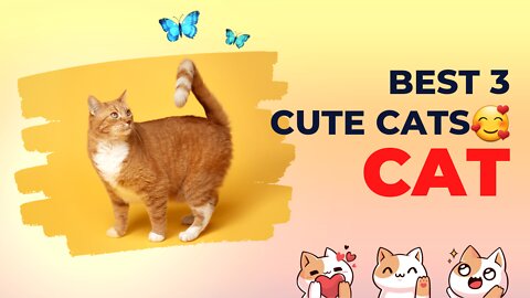 top 4 cute cats