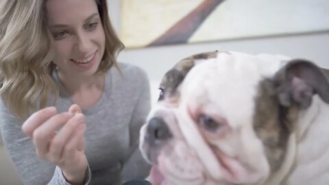 Woman giving treats to her handsome bulldog