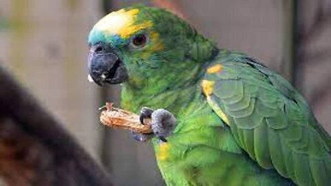 what do parrots eat in the wild?