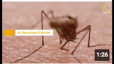 Chinese Researchers Buzzing About Study Regarding the Usage of Mosquitoes to Deliver Vaccines