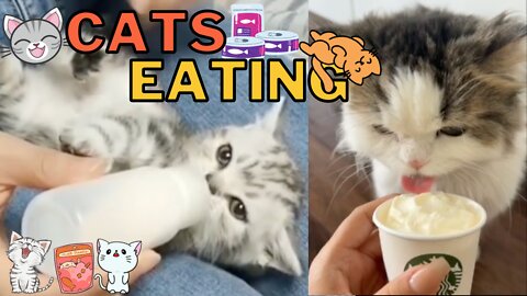 Cute Cats Eating Compilation - Adorable Kitties Eating Foods is So Precious