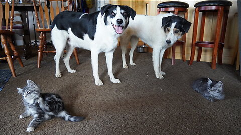 Happy, Smiling Dog Watches Kittens Playing