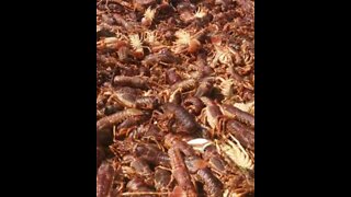 Red tide washes thousands of crayfish onto the shore in Cape Town (1)