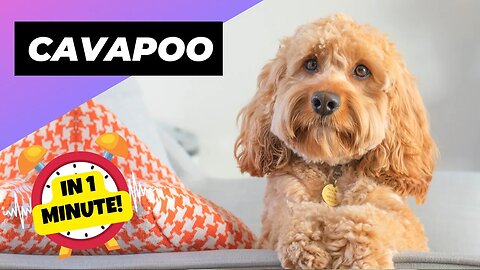 Cavapoo - In 1 Minute! 🐶 The Cavalier + Poodle Mix | 1 Minute Animals