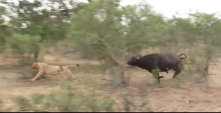 Angry buffalo chases off hungry lion to protect the herd