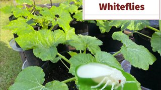 How we control whiteflies in the garden