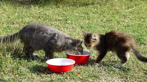 Принес еду и воду брошенным котятам В лесу