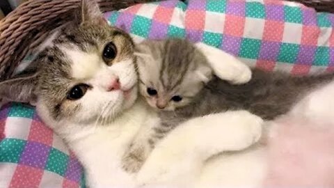 Funny Cats ✪ Mother cats protecting their Baby kittens