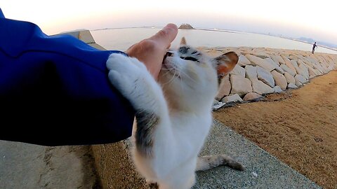 The stray cat that holds my hand to pet your head and nose drills is too cute.