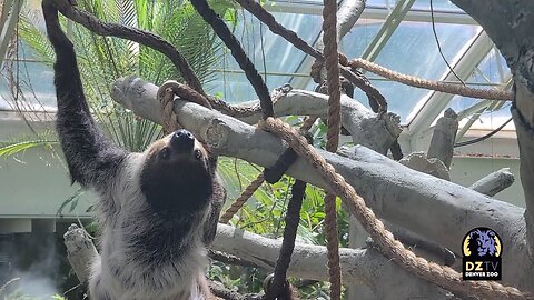 Charlotte the Linne's Two-Toed Sloth Explores New Habitat